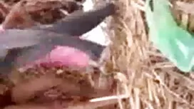 সুন্দরি সেক্সি মহিলা ...