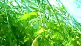 পর্নোতারকা, বাঁড়ার  ...