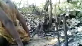 স্বর্ণকেশী, সুন্দরী  ...