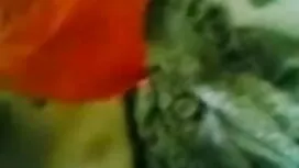 [তেলেভ] 200 শতাংশ কা ...